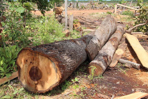 Nhiều cây gỗ lớn bị chặt hạ tại huyện Ea Súp