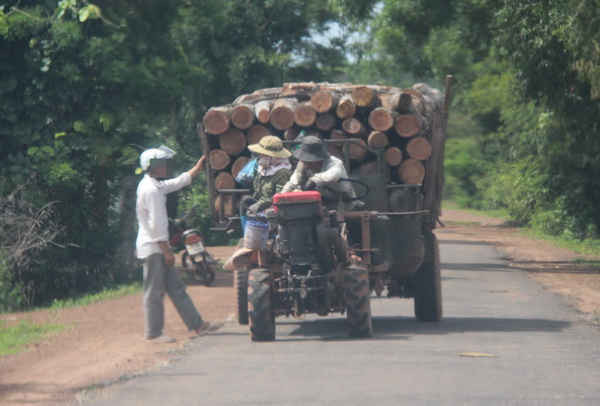 Xe chở gỗ tung tăng chạy trên nhiều tuyến đường liên xã, liên huyện tại huyện Ea Súp