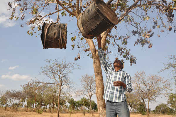 Ông Maurice Kaduka Lukaro, 54 tuổi đang kiểm tra tổ ong của ông. Vùng đất Kenya, nơi ông sống đã bị tàn phá bởi hạn hán, nhưng 3 năm qua, ông đã tham gia vào chương trình quản lý đất đai của World Vision để trồng và giữ lại cây keo. Ông cho rằng loài cây này làm giảm sự thổi bay của tầng đất mặt, tăng cường chất hữu cơ cho đất và tạo bóng mát cho gia súc. Ảnh: World Vision