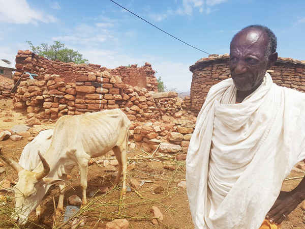 Trong khoảng thời gian hạn hán nặng nề 50 năm qua ở Ấn Độ, ông Tadesse, 73 tuổi sống tại Ethiopia đã mất 15 con cừu và 2 con bò. Những người nông dân của Ethiopia đã mất một triệu đầu gia súc và 90% cây trồng của họ. Ước tính khoảng 430 nghìn trẻ em đang phải đối mặt với tình trạng suy dinh dưỡng trong năm nay. Ảnh: DIWA Aquino-Gacosta / World Vision