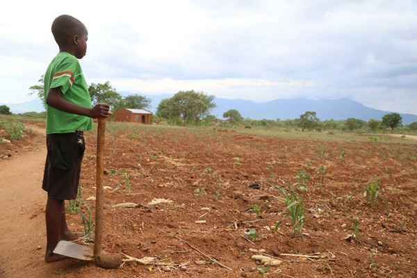 Vụ mùa thất bát ở Malawi. 28 triệu người trên khắp 6 nước phía nam châu Phi đang phải đối mặt với nạn đói do hạn hán kết hợp với thời tiết El Nino. Ảnh: Charles Kabena / World Vision
