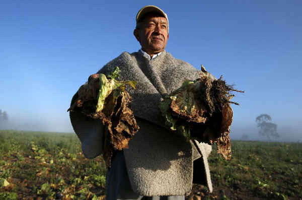 Người nông dân Carlos Lopez phơi những cây rau diếp đã héo úa trên tay do thiếu mưa trong khu đô thị Madrid gần Bogotá, Colombia. Ảnh: John Vizcaino / Reuters / Reuters