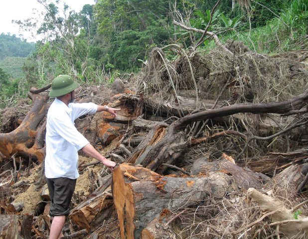 Rừng khu vực giáp ranh tại các huyện miền núi Quảng Nam bị tàn phá.