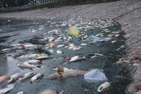 Xác cá chết ngồn ngộn cùng đủ các loại rác trôi dạt vào gần bờ.