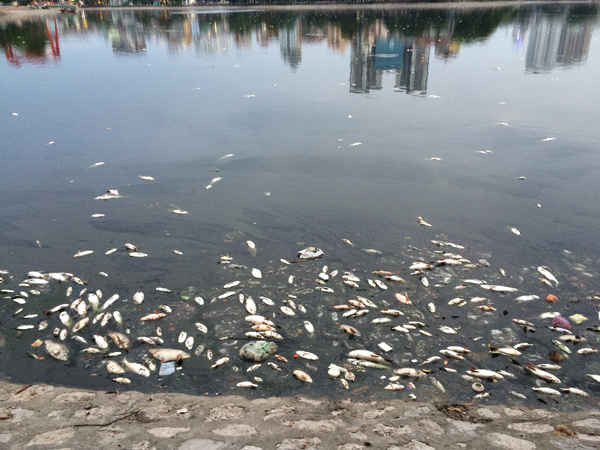 Ước tính số lượng cá chết lên đến cả ngàn con.