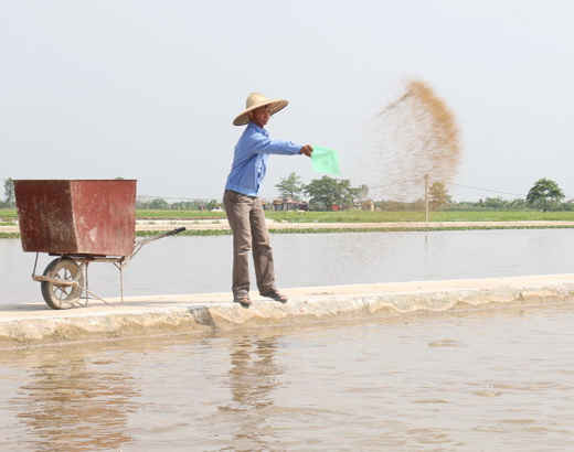 Anh Nguyễn Đình Toản chăm sóc ao cá