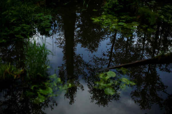 Hình ảnh phản chiếu của cây trong một con sông trong rừng Bialowieza ở Ba Lan - rừng nguyên sinh cuối cùng ở châu Âu và bị đe dọa bởi lâm tặc. Ảnh: Kacper Pempel / Reuters