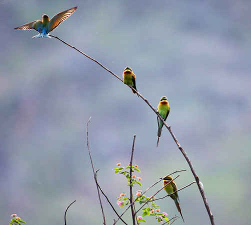 Những chú chim Trảu đuôi xanh ở quận Qiaojia thuộc tỉnh Vân Nam, Trung Quốc. Ảnh: Yan Keren / Xinhua / Barcroft Images