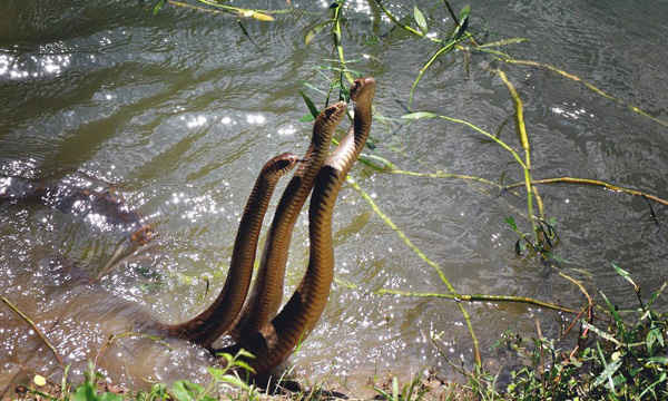 Những con rắn chuột ở Jalpaiguri, Tây Bengal, Ấn Độ. Ảnh: Roni Chowdhury / Barcroft Images