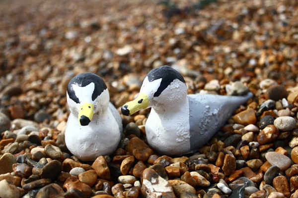 Mô hình gỗ của bầy chim nhạn nhỏ được thiết kế để hướng dẫn những con chim thật tránh xa bãi biển trở về khu vực yên tĩnh hơn để sinh sản. Ảnh: Emily Irving-Witt / RSPB