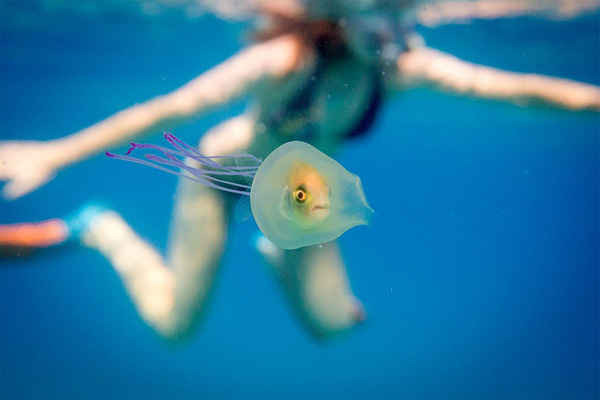 Một con cá nhỏ bị mắc kẹt bên trong bụng con sứa ở ngoài khơi bờ biển vịnh Byron ở New South Wales, Úc. Ảnh: Tim Samuel