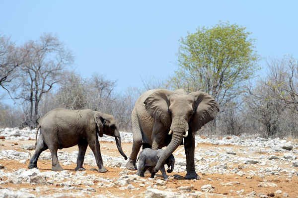 Đàn voi tìm kiếm một hố nước để tắm mát ở Etosha, Namibia. Ảnh: Eric Baccega / Barcroft Media