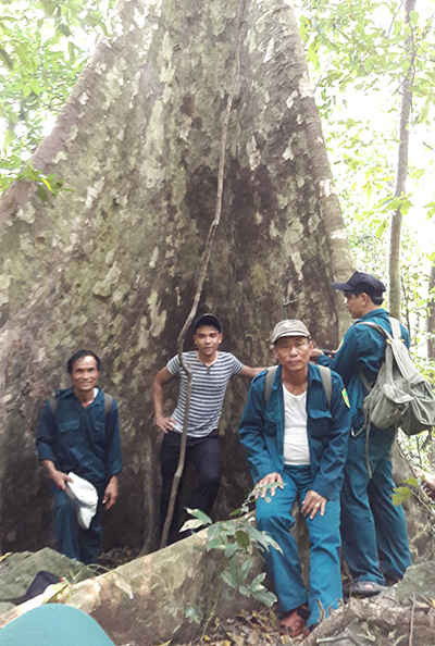 Nhiều cây cổ thụ đường kính vài người ôm đã được bảo vệ tốt tại khu rừng đặc dụng xung quanh di sản Mỹ Sơn.