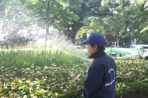 Công nhân cây xanh tại khu vực vườn hoa Lý Thái Tổ