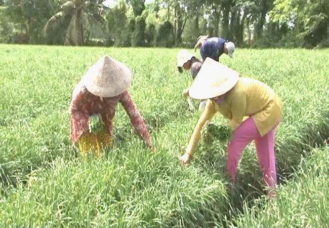 Đồng bào dân tộc Khmer trồng rau màu trên đất được hỗ trợ