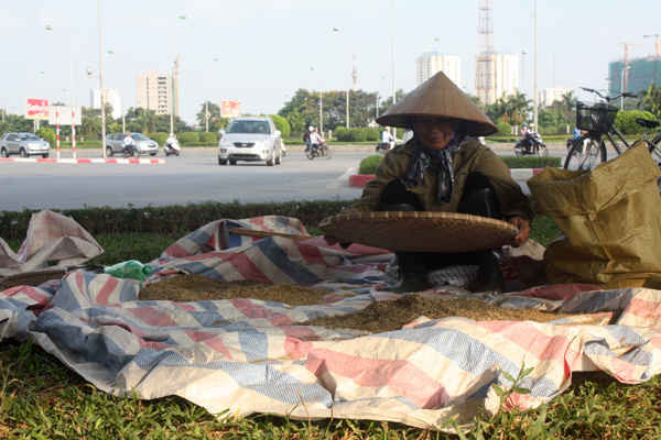 Một nông dân đang lọc lúa bẩn tại khu chân cầu vượt Mễ Trì - Đại lộ Thăng Long