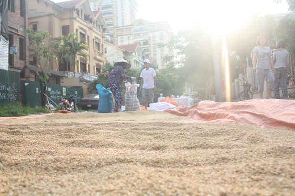 Điểm phơi lúa của người dân tại khu đô thị