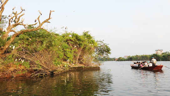Đảo cò Chi Lăng Nam, huyện Thanh Miện là nơi tập trung nhiều loại chim nước