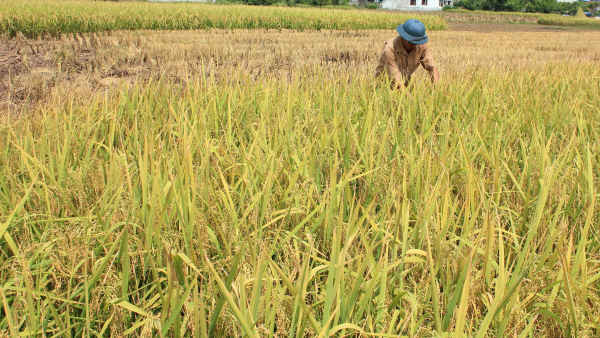 Nông dân xã Giao Hải tích cực nhân rộng sản xuất lúa giảm phát thải