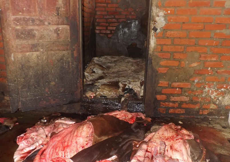 Ảnh chụp tại lò giết mổ gia súc trên địa bàn thành phố Hà Tĩnh