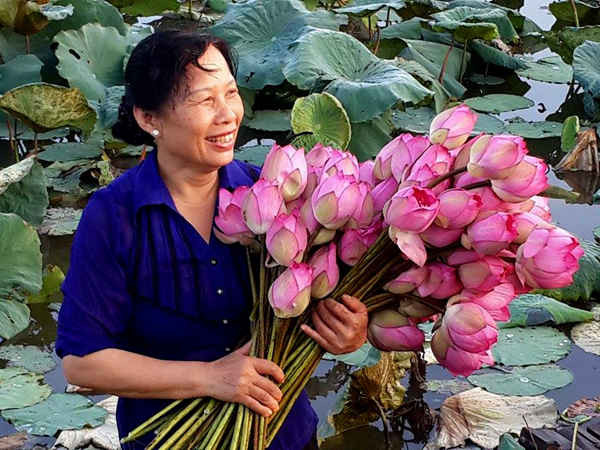 Đầm sen là thành quả của gia đình bà Lưu Thị Hiền trong hơn 2 năm gây dựng