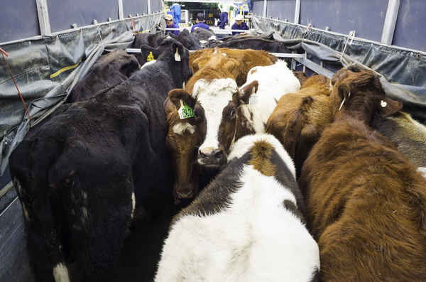 Những “cô bò” Organic đầu tiên lên xe thẳng tiến về trang trại của Vinamilk tại Lâm Đồng