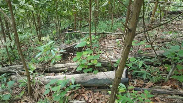 Mặc dù Kiểm lâm Sơn Động lấy lí do việc phá rừng diễn ra đã lâu (tháng 4/2014) nhưng hiện vẫn còn nhiều gốc cây, khúc gỗ sót lại trong phần diện tích rừng bị phá
