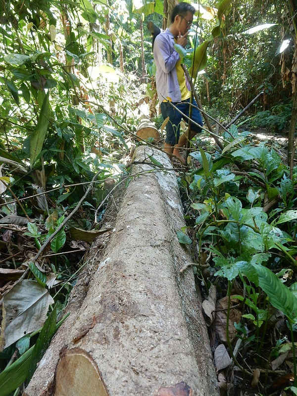 Nhiều cây gỗ bị đốn hạ không thương tiếc