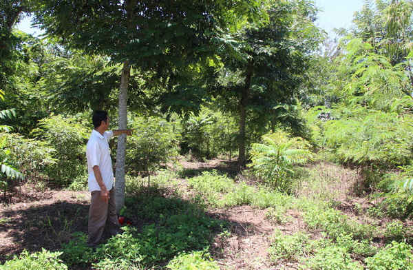 Phần đất của ông Sơn bị Chi cục THA huyện Ea Kar kê biên từ năm 2009, khiến gia đình ông không thể canh tác trong nhiều năm