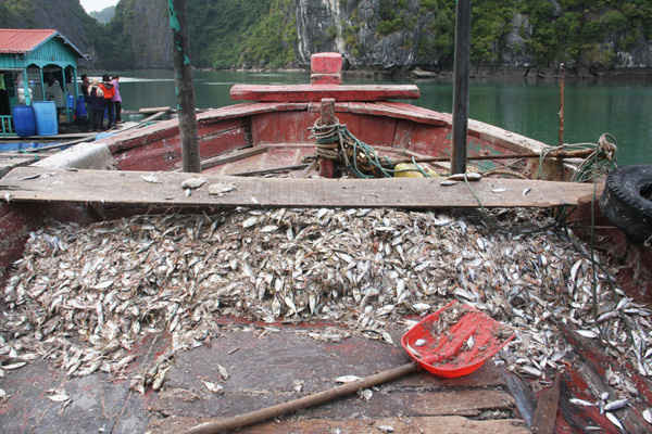 Nguồn thải từ nuôi trồng thủy sản do lượng thức ăn chủ yếu là cá tạp