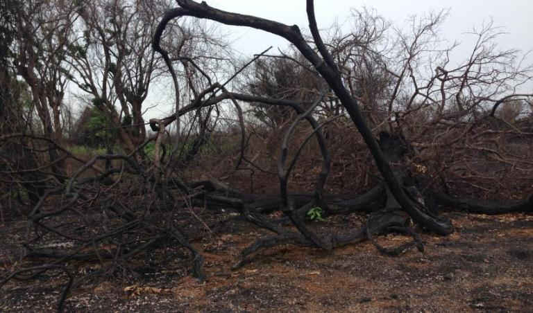 Rừng ngập nước ở cộng đồng Balot sau khi bị đốt. Ảnh: IUCN