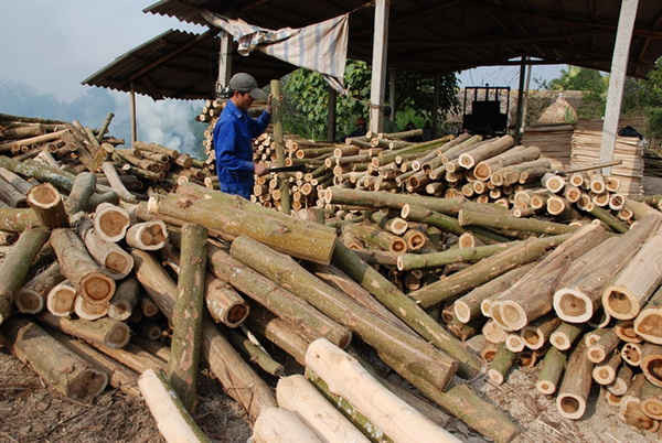 Chế biến gỗ trồng rừng