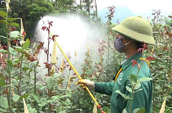 Các nhà vườn sử dụng lượng thuốc trừ sâu quá nhiều đang ảnh hưởng không nhỏ đến môi trường
