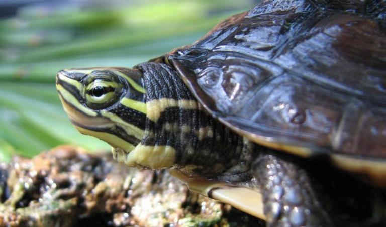 Phương pháp Edna ngày càng được sử dụng rộng rãi để khảo sát các loài nguy cấp như rùa ao Việt