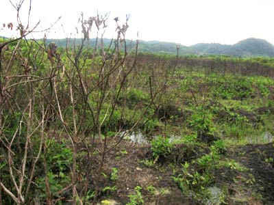 Nhiều diện tích đất ở huyện A Lưới bị nhiễm chất độc, cây cối không phát triển được