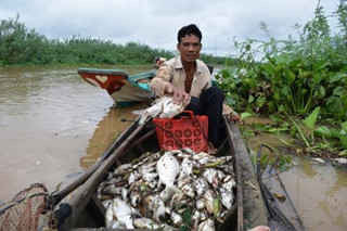 Rạng sáng ngày 6.7, ngư dân phát hiện cá chết hàng loạt trên sông Sài Gòn 
