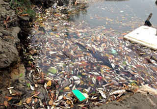 Nhiều loại cá chết nổi trắng mặt sông. 