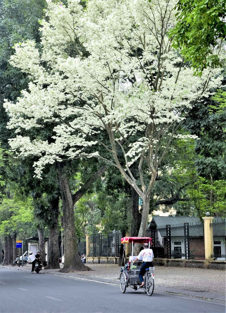 Con phố xanh Hoàng Hoa Thám chạy dọc công viên Bách Thảo cũng là địa chỉ được nhiều người Hà Nội yêu thích