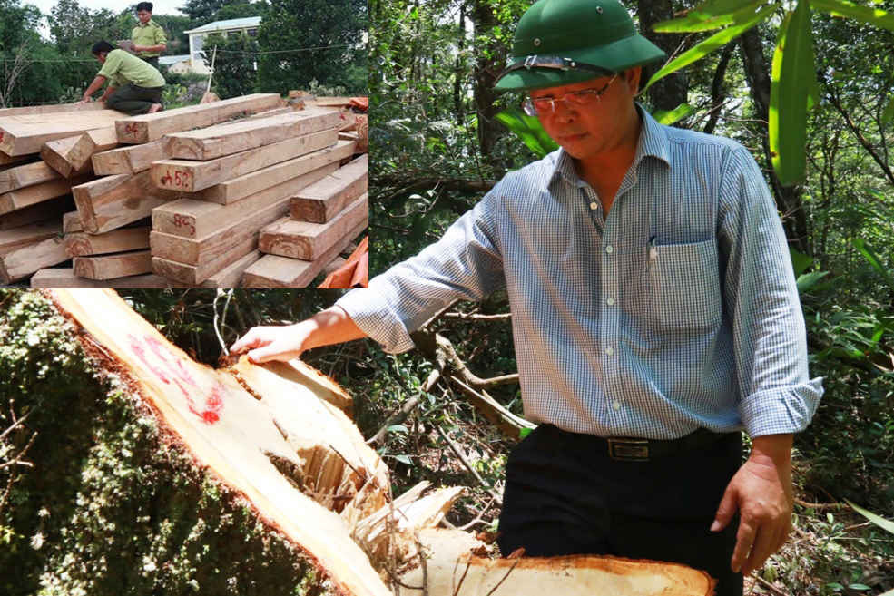 Phó Chủ tịch UBND tỉnh Quảng Nam Lê Trí Thanh bức xúc trước hàng chục gốc pơ mu bị “lâm tặc” xẻ nằm ngang dọc, nhiều phách gỗ vẫn chưa kịp vận chuyển ra khỏi rừng
