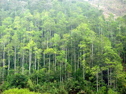 Một cánh rừng trồng 10 tuổi của công ty TNHH MTV Lâm nghiệp Bảo Yên 