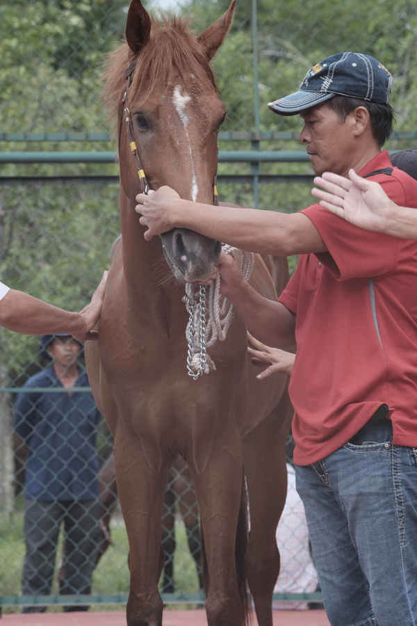 Chú ngựa đua này được đo khám sức khỏe tại Khu du lịch Đại Nam 