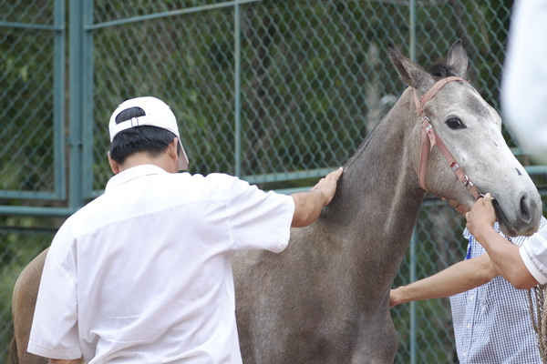 Một chú ngựa đua được đo khám sức khỏe để chuẩn bị khai trương Trường đua Đại Nam trong thời gian tới. 