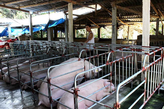 Một trang trại chăn nuôi lợn gắn với công tác bỏ vệ môi trường.