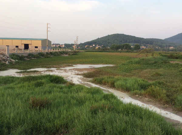 Nước thải của Công ty Phúc Tiến xả tràn lan ra ngoài công ty rồi chảy vào ao hồ, gây ô nhiễm môi trường.