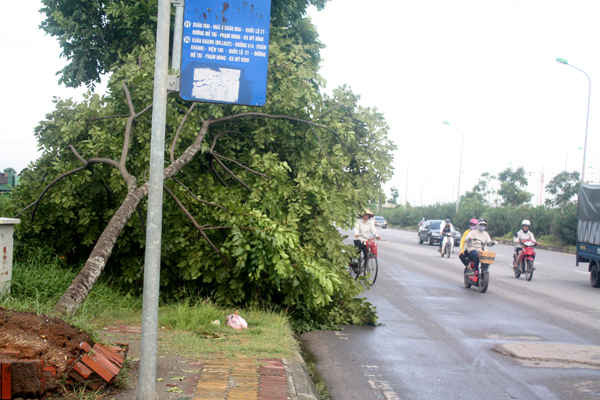 Nhiều cây bị đổ trên Đại lộ Thăng Long