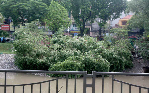 Một cây đổ xuống sông Tô Lịch đoạn qua đường Láng