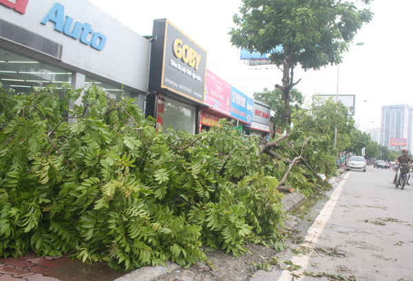 Đoạn đường Phạm Văn Đồng cũng có nhiều cây bị đổ 