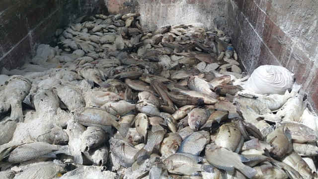 Số cá chết được thu gom để đem đi tiêu huỷ