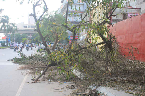 Nhiều cành cây đổ tràn ra lòng đường Nguyễn Khuyến tại KĐT Văn Quán, Hà Đông. Ảnh: Quyết Thắng