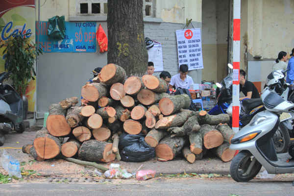 Nhiều người chủ động cưa những thân, cành cây to đã gãy để đảm bảo an toàn, đề phòng bị đổ vào nhà trên đường .